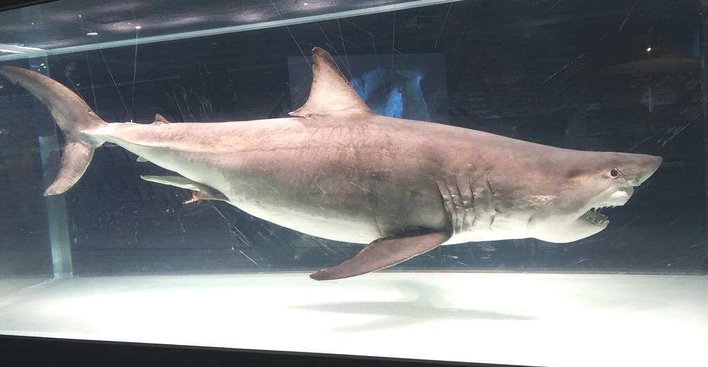 ★希少★ サメ(メジロザメ)の剥製 Yahoo!オークション - 全長88cm メジロザメ系 サメ 鮫 剥製 標本